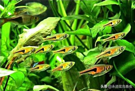 好看又好養的魚|10種激推!給新手的魚~養這些!讓你告別養魚殺手~【憩魚水族】